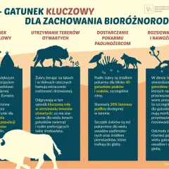 Żubr, największy ssak Europy, odgrywa kluczową rolę w ekosystemie. Jego dieta to ponad 170 gatunków roślin, a jego obecność wpływa na bioróżnorodność.
