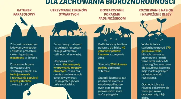 Żubr, największy ssak Europy, odgrywa kluczową rolę w ekosystemie. Jego dieta to ponad 170 gatunków roślin, a jego obecność wpływa na bioróżnorodność.