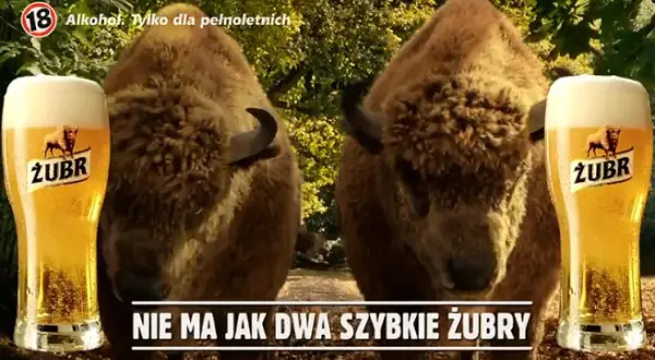 Żubr piwo ile procent - zaskakująca zawartość alkoholu, którą musisz znać
